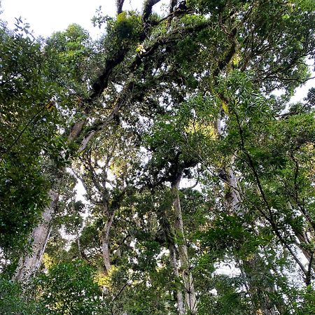 Cabana Anturios San José Eksteriør billede