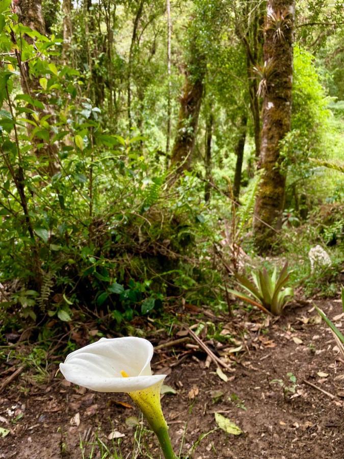 Cabana Anturios San José Eksteriør billede