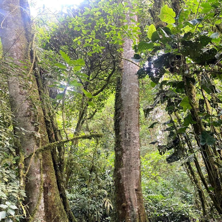 Cabana Anturios San José Eksteriør billede