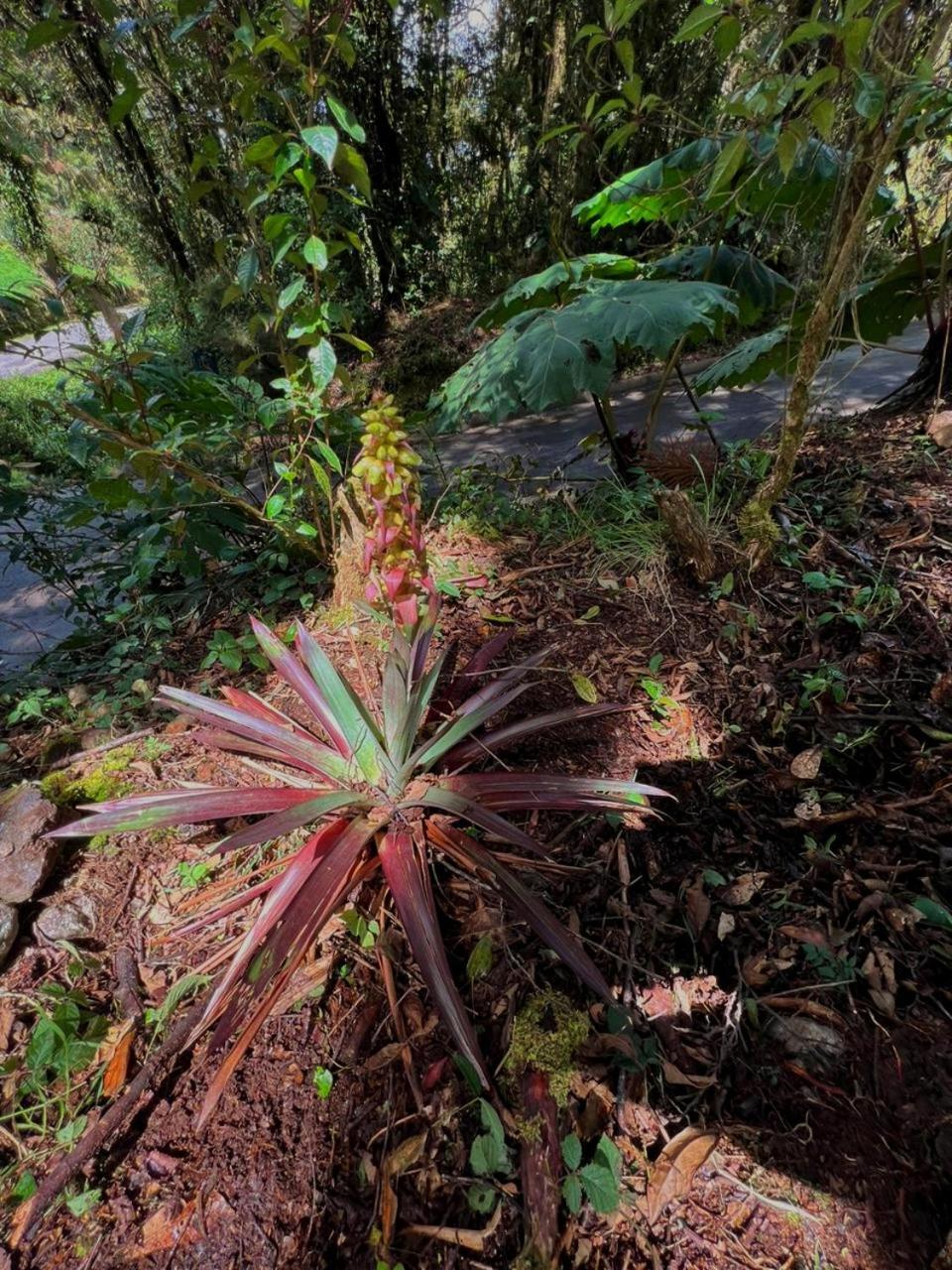 Cabana Anturios San José Eksteriør billede